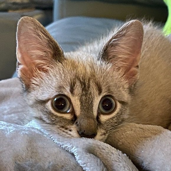 Almost There! ๐๐ Like, Tag, Follow, Share ๐ - Picture 5 of 6